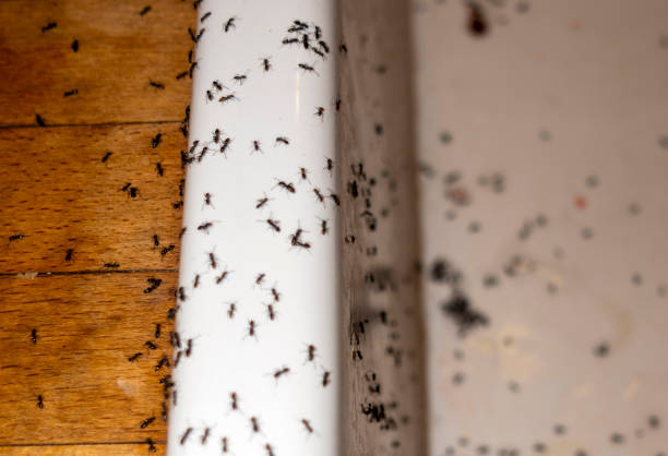 Best Cockroach Control Services  in Green Oaks, IL