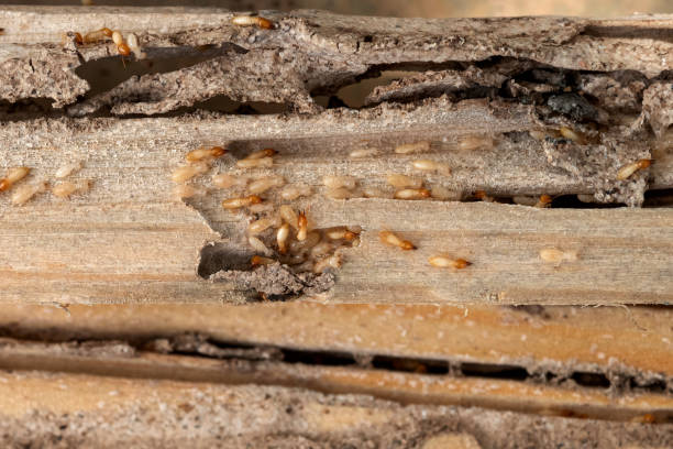 Best Local Pest Control Services  in Green Oaks, IL